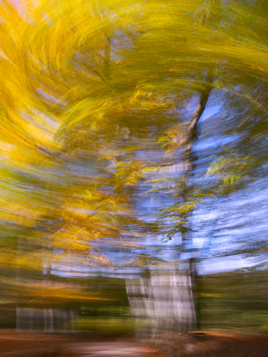 Beech Swirl II | 2023