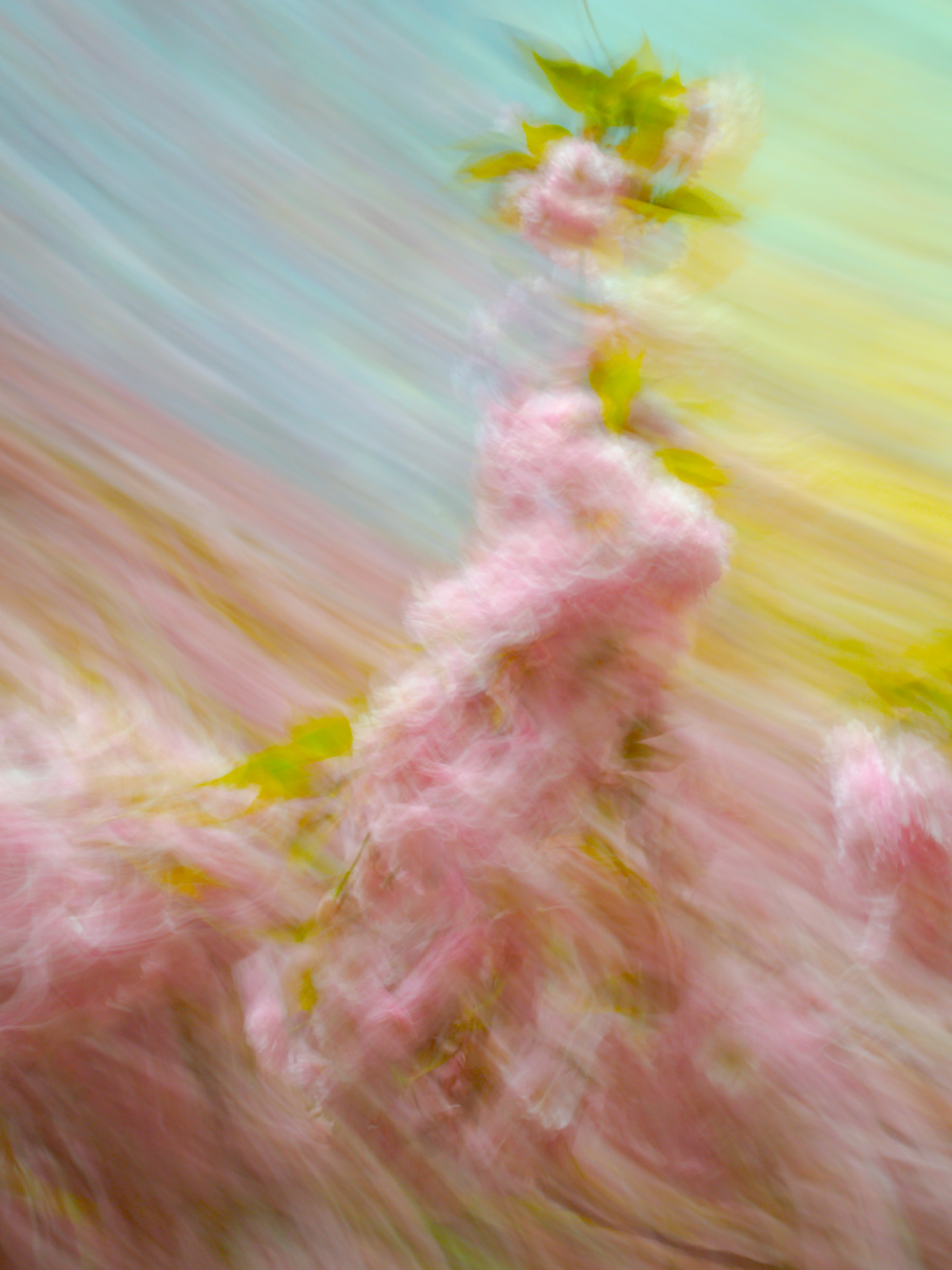 Cherryduckmonkey | 2024