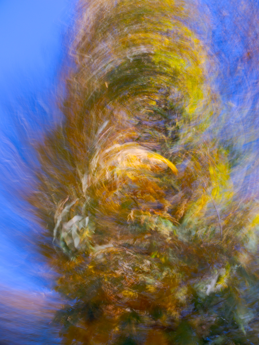 Chestnut Vortex | 2023